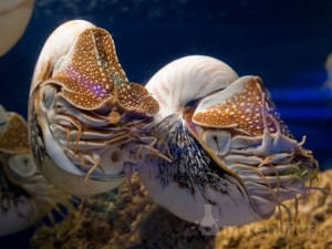 Nautilus acasalando