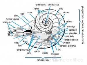 desenho do Nautilus
