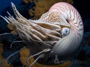 Nautilus com os tentáculos aparentes
