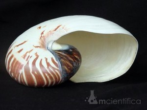 Nautilus com a concha vazia