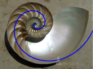 espiral áurea e a concha do Nautilus