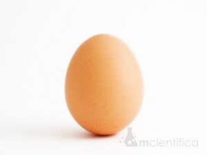 A casca do ovo contém poros que permitem a entrada de ar