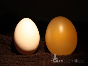 Agora você tem um ovo sem a casca, um "ovo pelado".