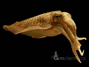 As Sépias, Sibas ou Chocos são moluscos marinhos da classe Cephalopodes