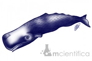 É o maior cetáceo com dentes e a principal característica do cachalote é a sua cabeça grande retangular, que corresponde até 40% do seu comprimento total.