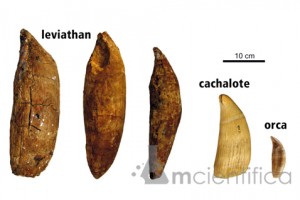 Os dentes de 36 centímetros de altura e 12 centímetros de largura em ambas as arcadas.