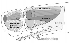 O espermacete é uma substância cerosa e de cor leitosa encontrada na cabeça do cachalote.