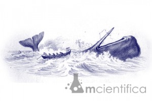 Originalmente foi publicado em 1851 em três fascículos com o título de Moby Dick - A Baleia em Londres e ainda no mesmo ano em Nova York em edição integral. Moby Dick teve somente cerca de 3 mil cópias vendidas enquanto Melville estava vivo.