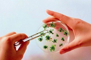 Placa de Petri é um recipiente cilíndrico, achatado, de vidro, metal ou plástico que biólogos utilizam para a cultura de micróbios.