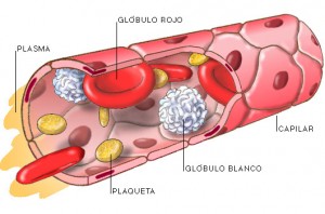 Sangue - celulas sanguineas