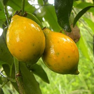 Frutas de A a Z - Bacuripari