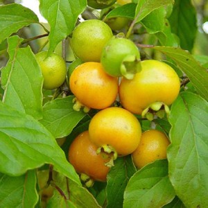 Frutas de A a Z - Guabiroba