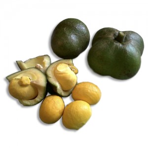 Frutas de A a Z - Pequi